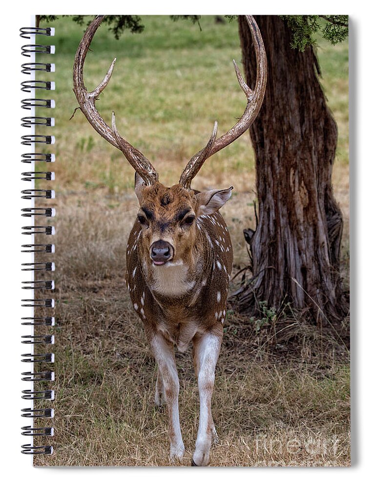 Deer Antlers Spiral Notebook featuring the photograph Deer Antlers by Douglas Barnard