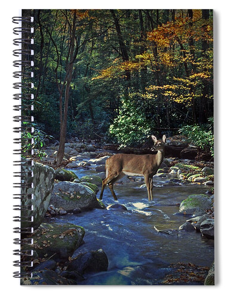 Art Spiral Notebook featuring the photograph Deer crossing a Stream at Roaring Forks by Randall Nyhof