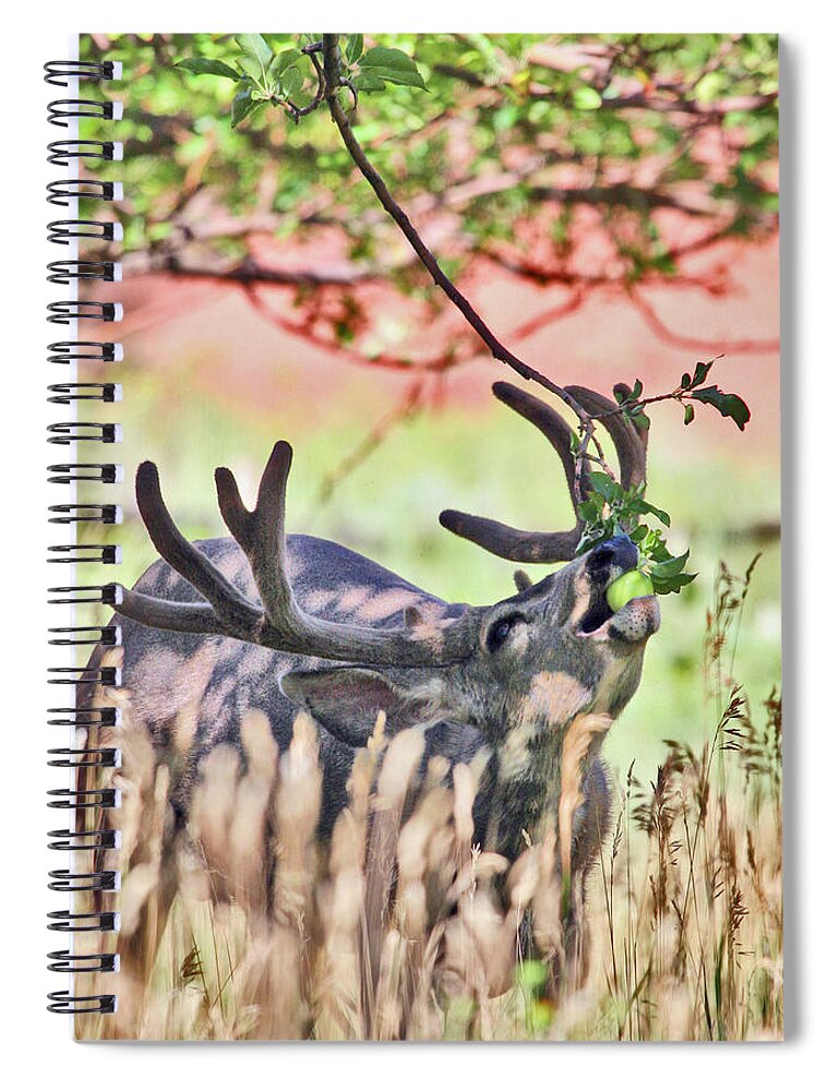 Deer Spiral Notebook featuring the photograph Deer in the Orchard by Wesley Aston