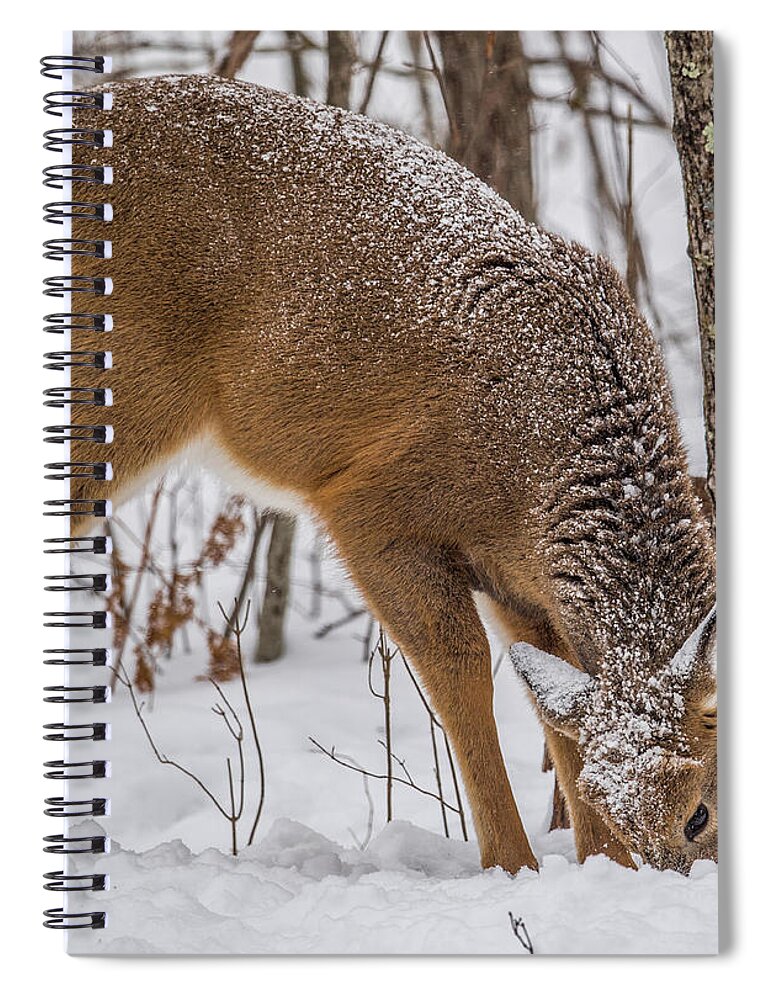 Deer Spiral Notebook featuring the photograph Deer Looking For Food by Paul Freidlund
