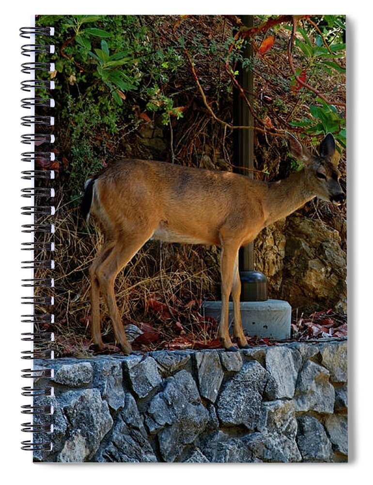 Deer Spiral Notebook featuring the photograph Deer by Peter Ponzio