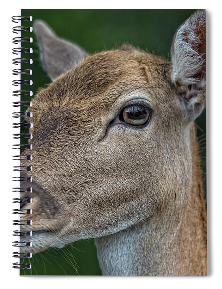 Deer Portrait Spiral Notebook featuring the photograph Deer Portrait V4 by Douglas Barnard
