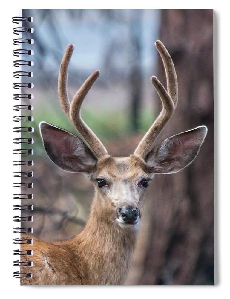 Deer Spiral Notebook featuring the photograph Deer Stare by Dorothy Cunningham