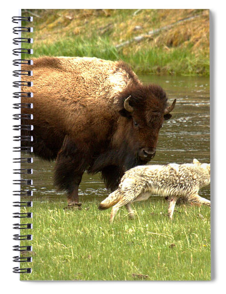 Coyote Spiral Notebook featuring the photograph Defending Against The Coyote by Adam Jewell
