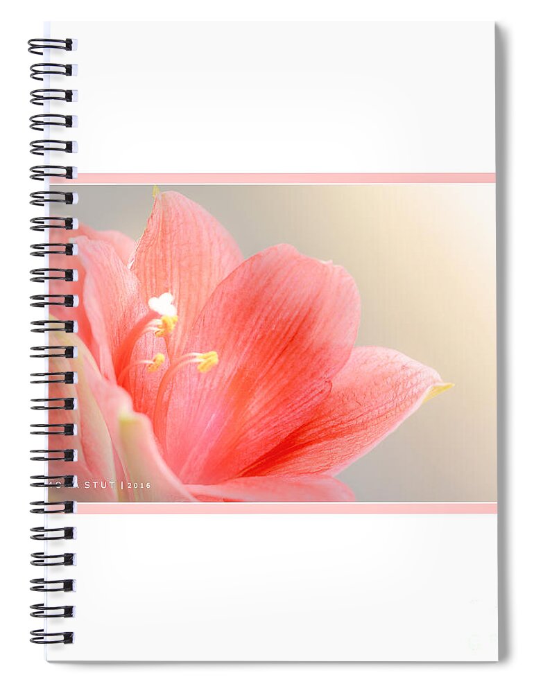 Mona Stut Spiral Notebook featuring the photograph Delicate Blushing Bride Lily by Mona Stut