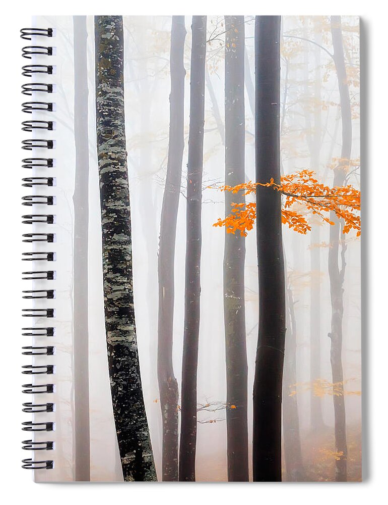 Balkan Mountains Spiral Notebook featuring the photograph Delicate Forest by Evgeni Dinev