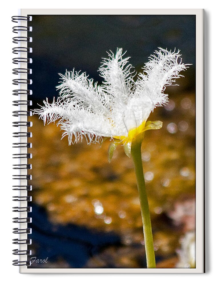 Lily Spiral Notebook featuring the photograph Delicate Lily by Farol Tomson