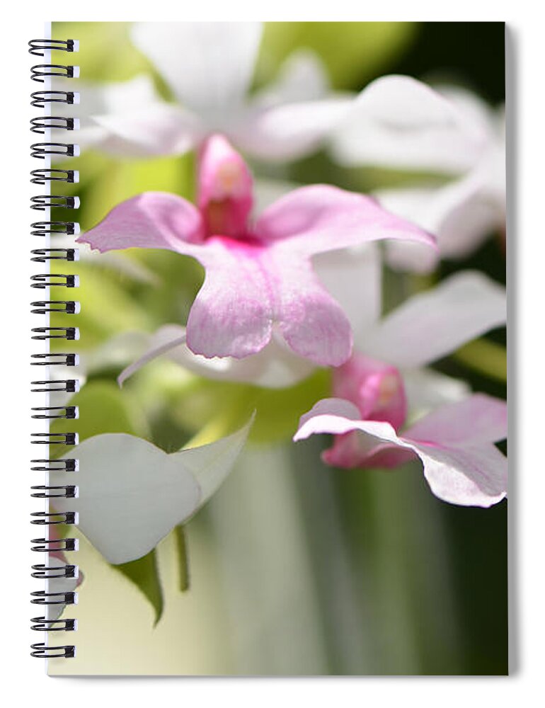 Orchid Spiral Notebook featuring the photograph Delicate Orchids by Sharon Cummings by Sharon Cummings