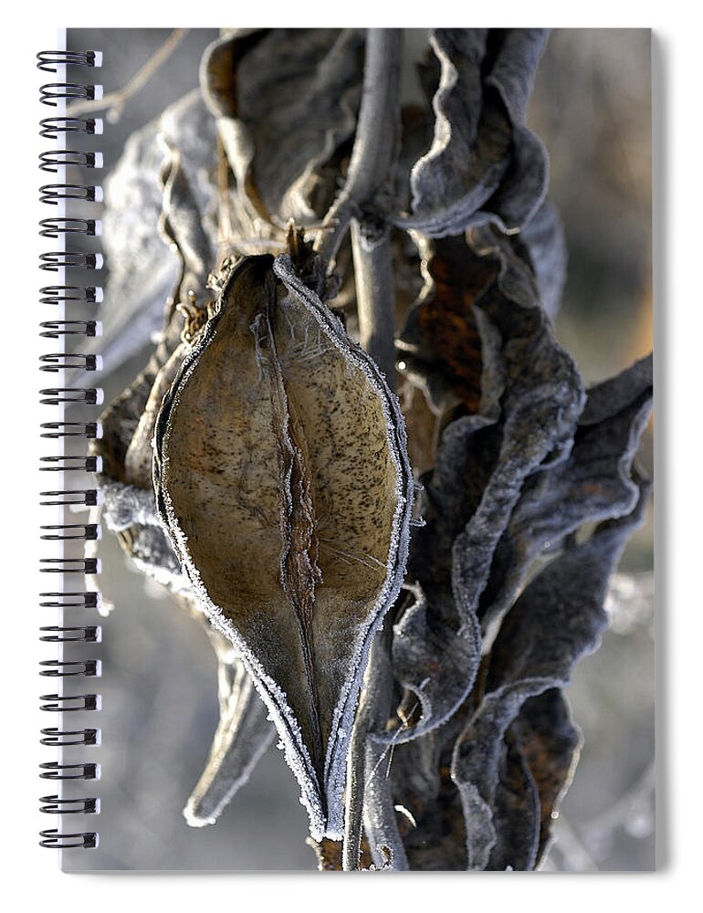 Milkweed Spiral Notebook featuring the photograph Delivered - Milkweed by DArcy Evans