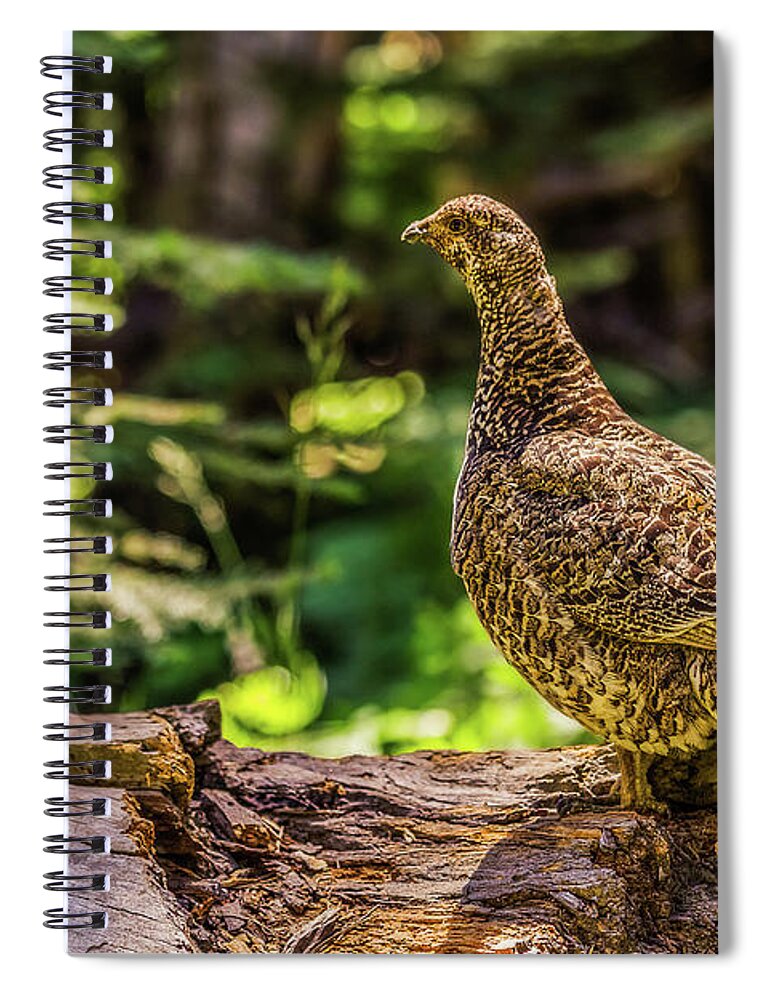 Nature Spiral Notebook featuring the photograph Dendragapus Fuliginosus by Mirko Chianucci