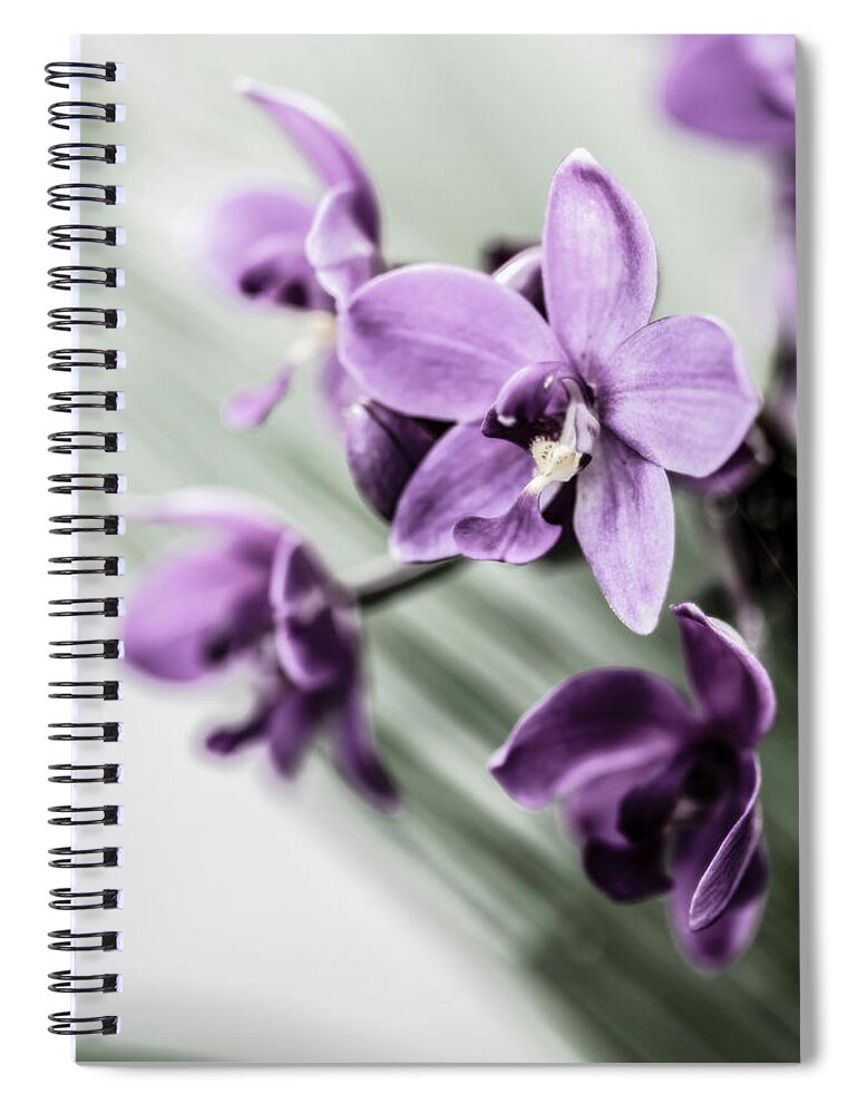 Dendrobium Orchids Spiral Notebook featuring the photograph Dendrobium Orchids by Tracy Winter