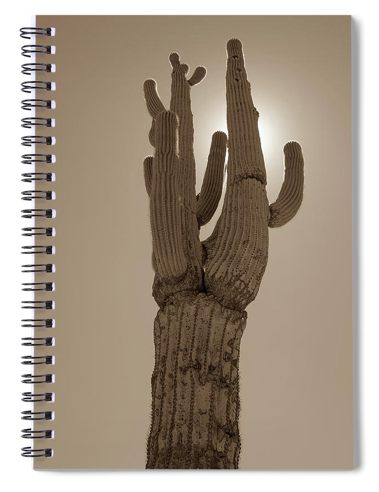 Desert Spiral Notebook featuring the photograph Desert cactus by Darrell Foster