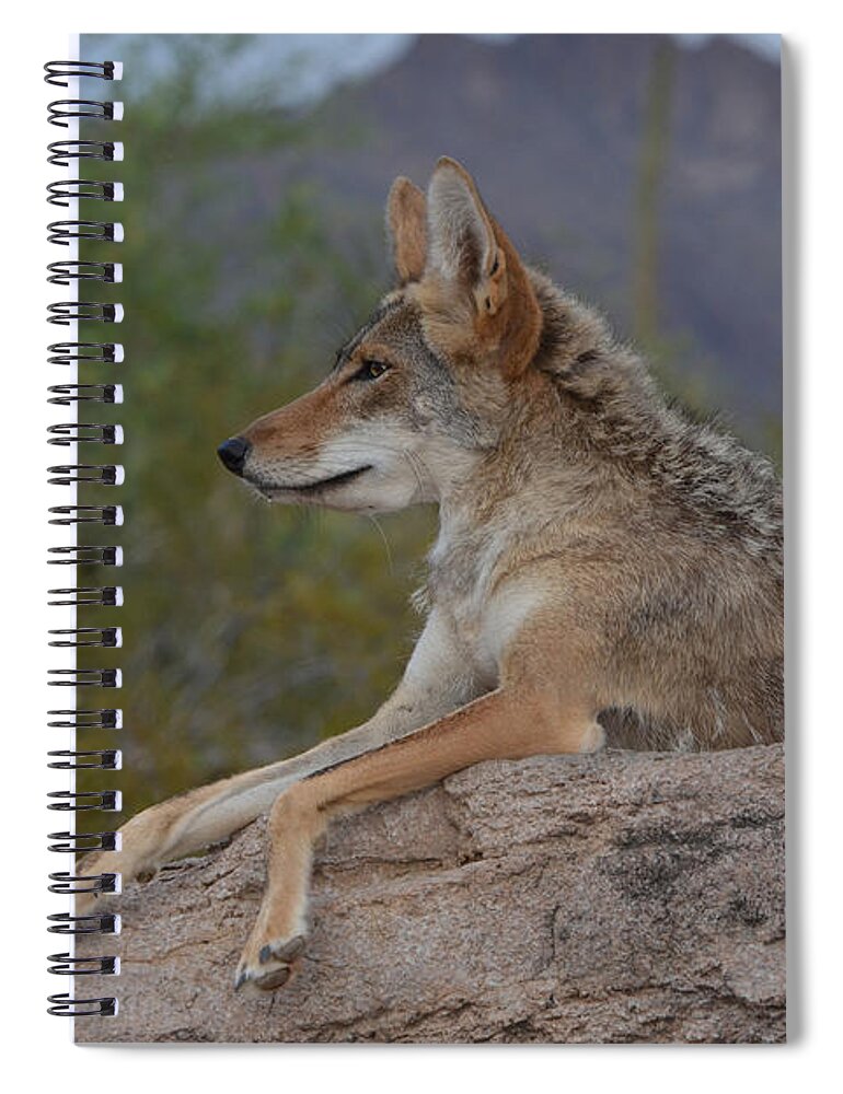 Coyote Spiral Notebook featuring the photograph Desert Coyote by Evelyn Harrison