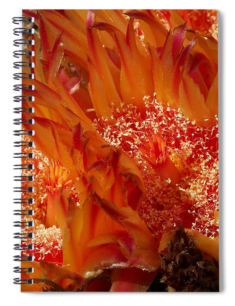 Missions Spiral Notebook featuring the photograph Desert Fire by Kathy McClure