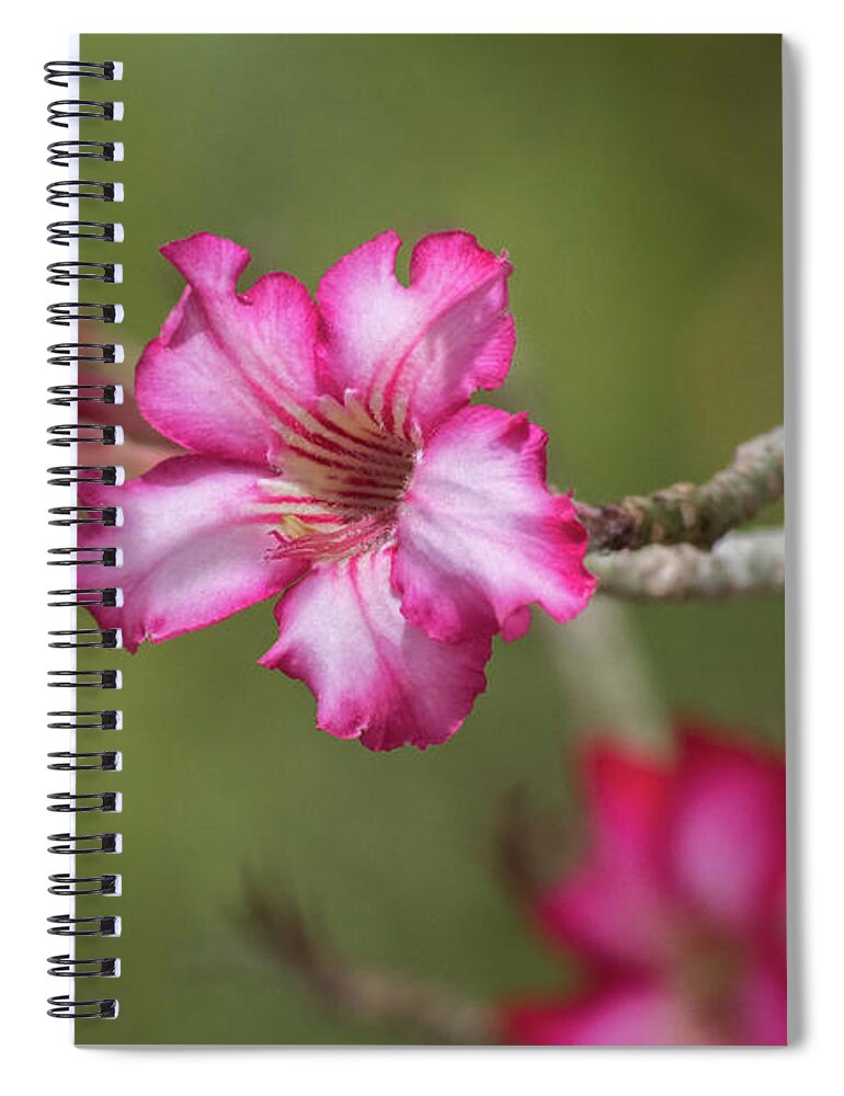Desert_rose Spiral Notebook featuring the photograph Desert Rose 5964-041118-1 by Tam Ryan