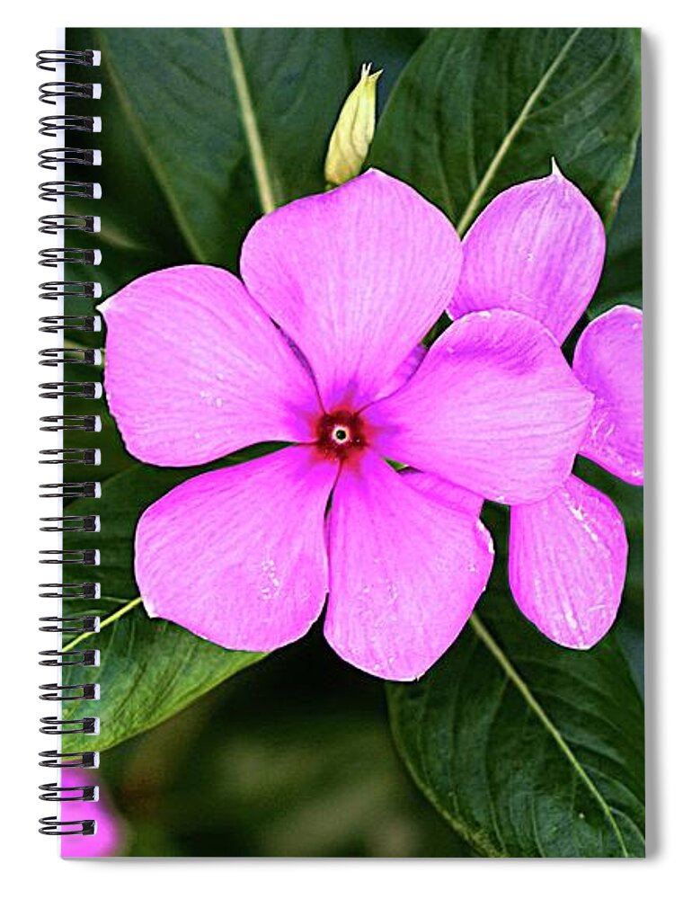 Desert Rose Spiral Notebook featuring the digital art Desert Rose Asian Flower by Ian Gledhill