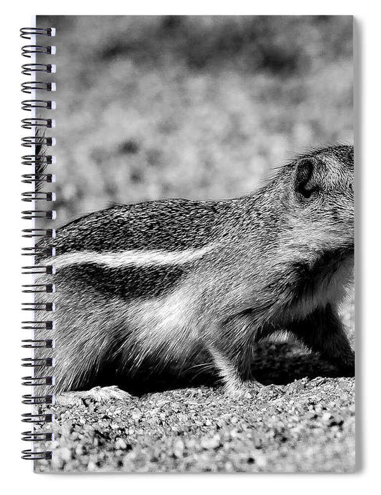 Wildlife Spiral Notebook featuring the photograph Scavenger, Black and White by Adam Morsa
