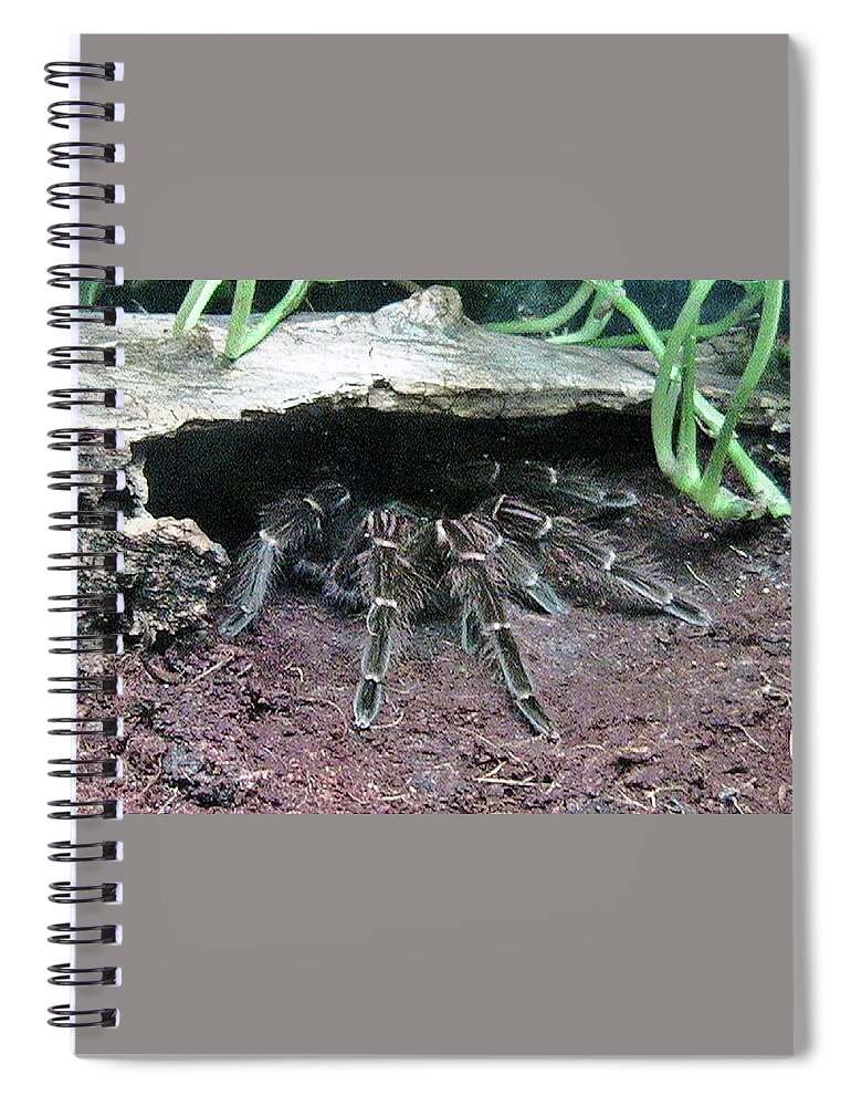 Arachnid Spiral Notebook featuring the photograph Desert Tarantula by Judy Kennedy