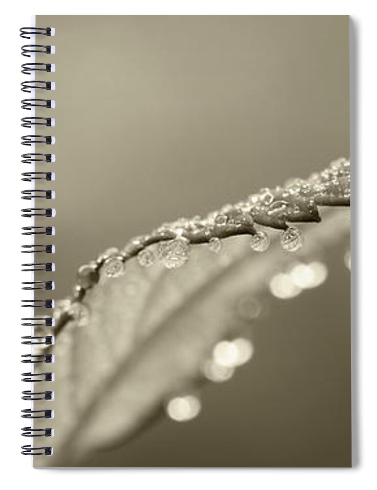 Dew Spiral Notebook featuring the photograph Dew Drops by Lori Deiter