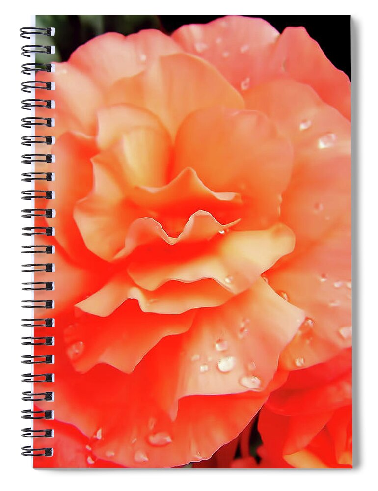 Roses Spiral Notebook featuring the photograph Dew Kissed by D Hackett