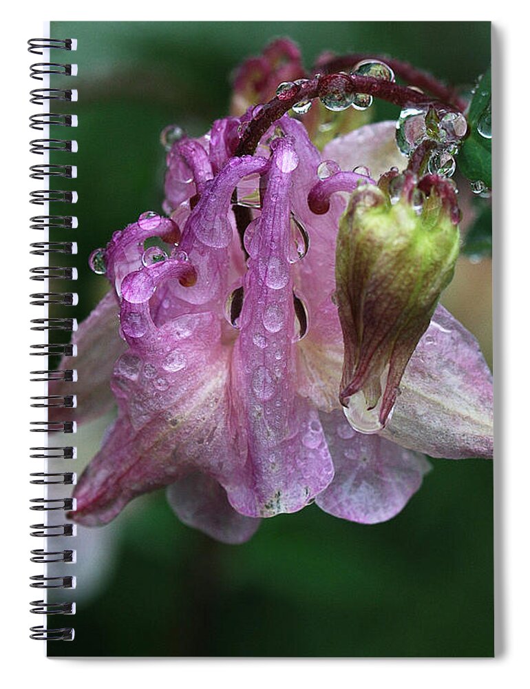 Flower Spiral Notebook featuring the photograph Dewey Morning Columbine by Sue Capuano