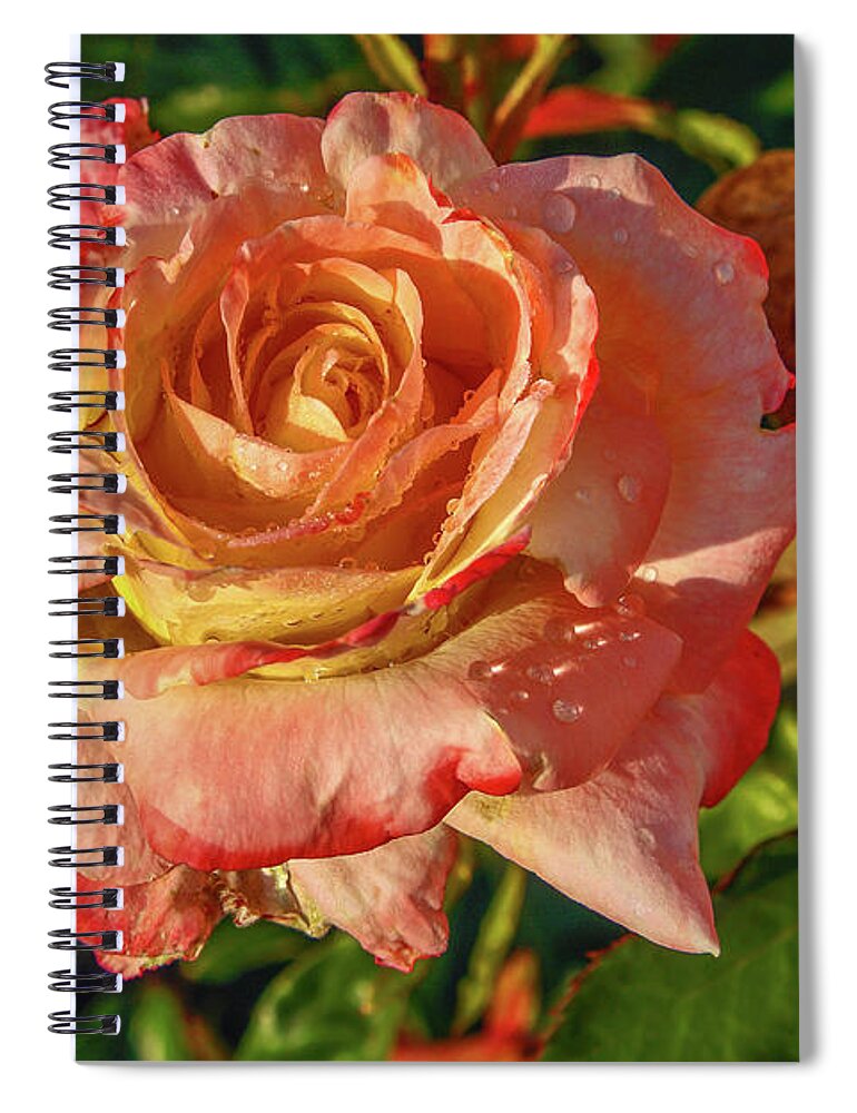 Pink With Yellow Rose Spiral Notebook featuring the photograph Dewey Rose by Sally Weigand
