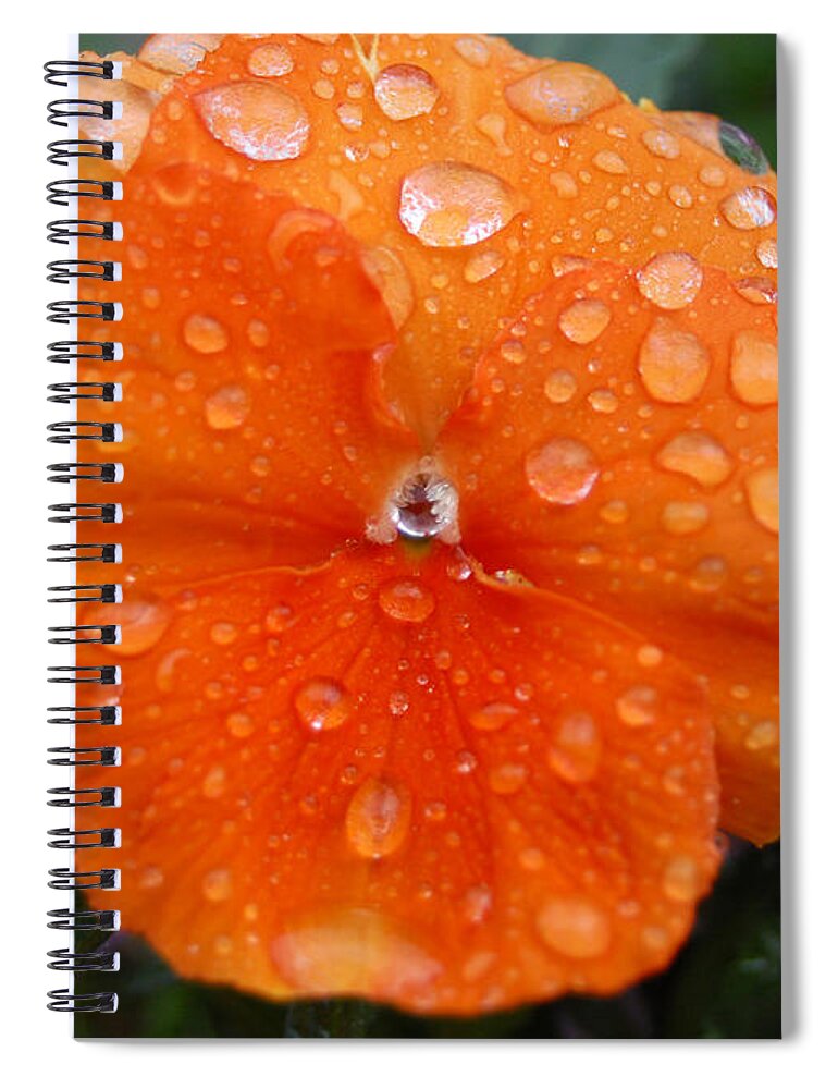 Flower Spiral Notebook featuring the photograph Dewy Pansy 1 by Amy Fose