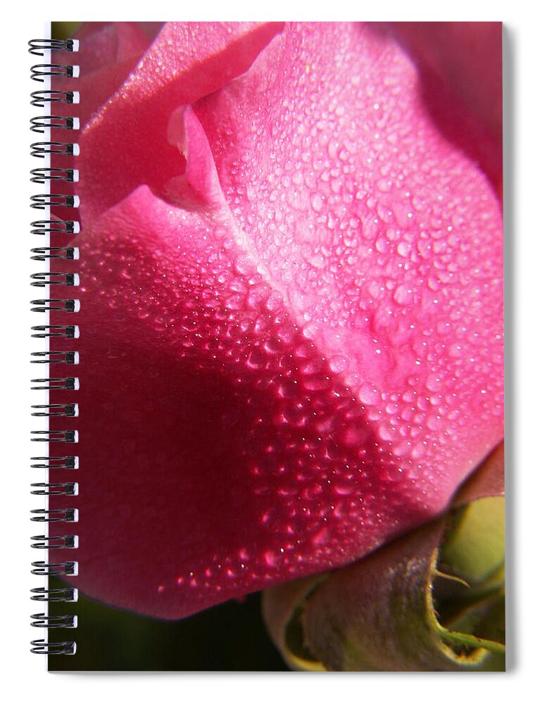 Pink Roses Spiral Notebook featuring the photograph Dewy Rose by Amy Fose