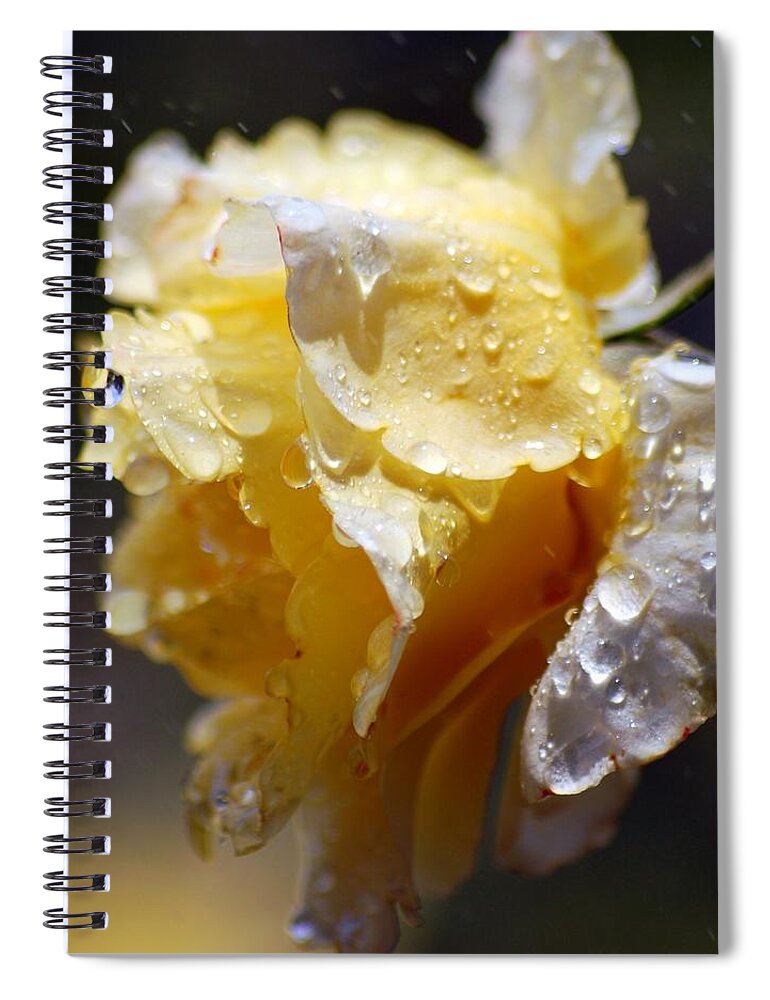 Rose Spiral Notebook featuring the photograph Dewy Yellow Rose 2 by Amy Fose