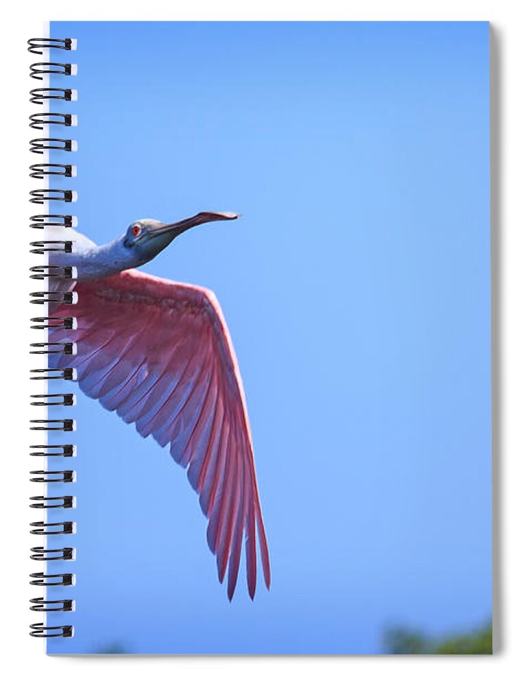 Florida Spiral Notebook featuring the photograph Ding Darling - Roseate Spoonbill - In Flight to Shallow Water by Ronald Reid