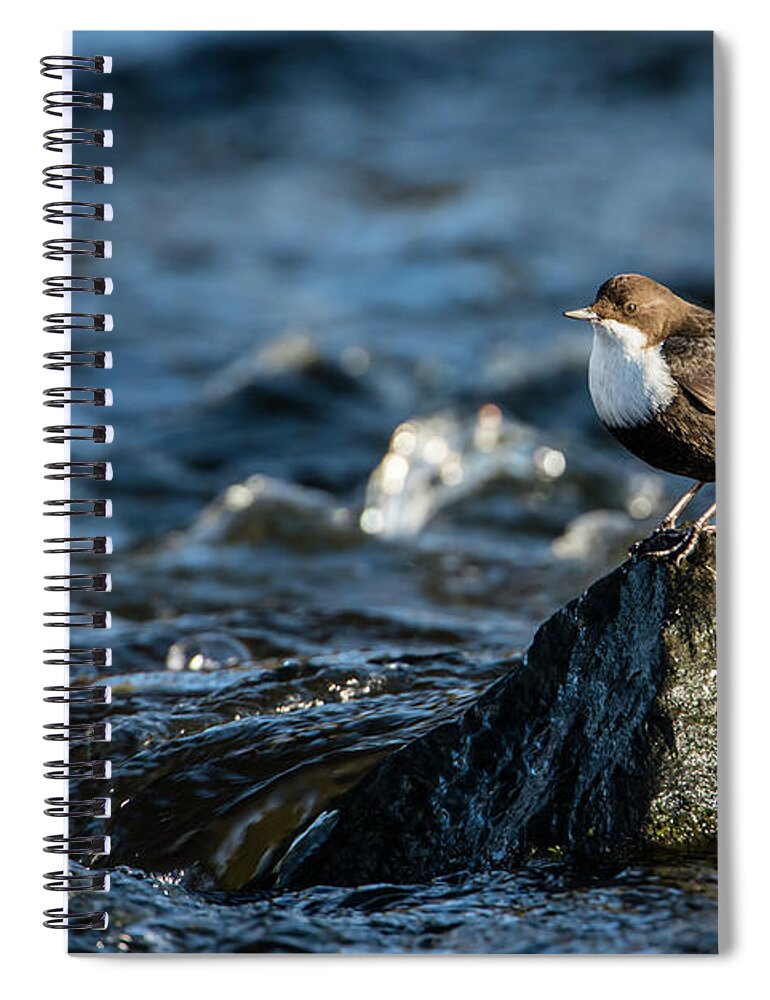 Dipper On The Rock Spiral Notebook featuring the photograph Dipper on the rock by Torbjorn Swenelius