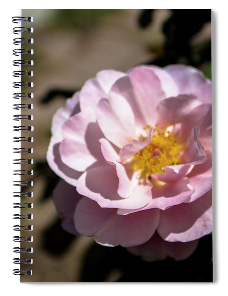 Close-up Spiral Notebook featuring the photograph Distant Drums Rose - 2 by K Bradley Washburn