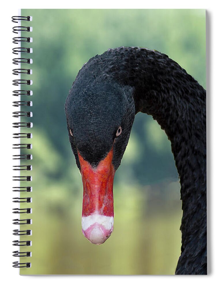 Black Swan Spiral Notebook featuring the photograph Do I Look Like I'm Kidding by Kathy Kelly
