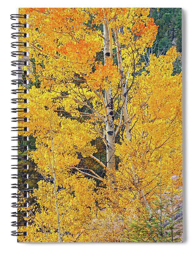 Aspen Leaves Spiral Notebook featuring the photograph Do Not Learn How To React. Learn How To Respond. by Bijan Pirnia