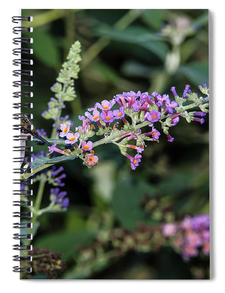 Hummingbird Spiral Notebook featuring the photograph Do You Mind by Judy Wolinsky