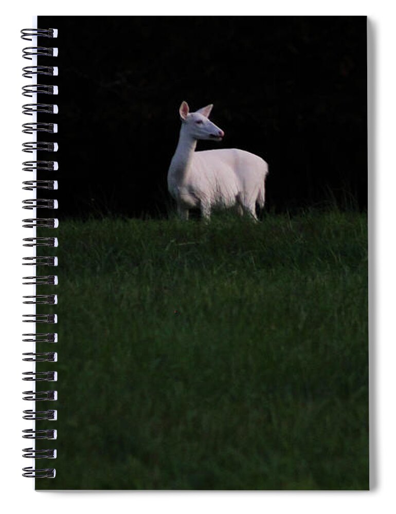 Albino Deer Spiral Notebook featuring the photograph Doe, A Deer by Geri Glavis