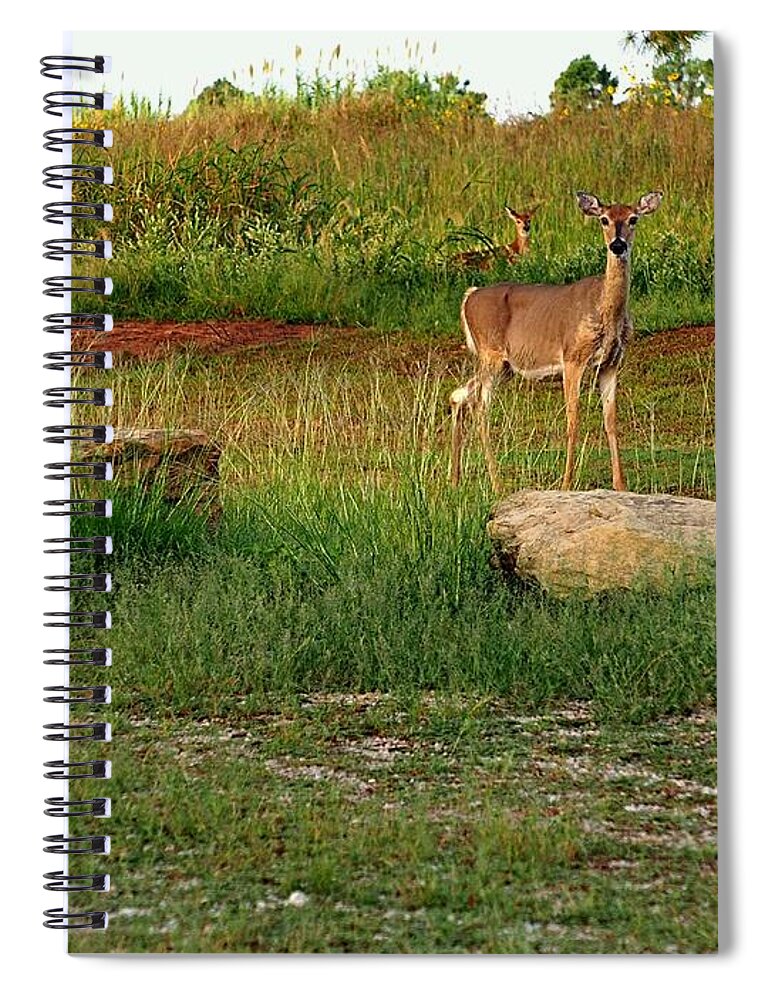 Doe Spiral Notebook featuring the photograph Doe and Twins by Buck Buchanan