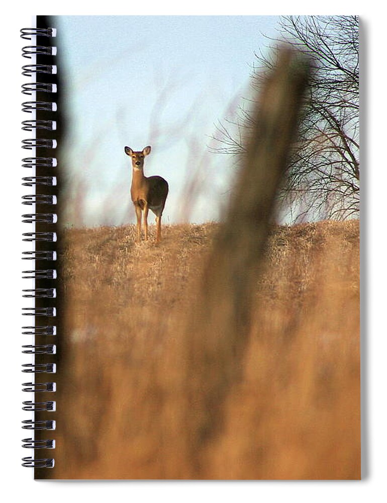 Scene Spiral Notebook featuring the photograph Doe in Autumn by Angela Rath
