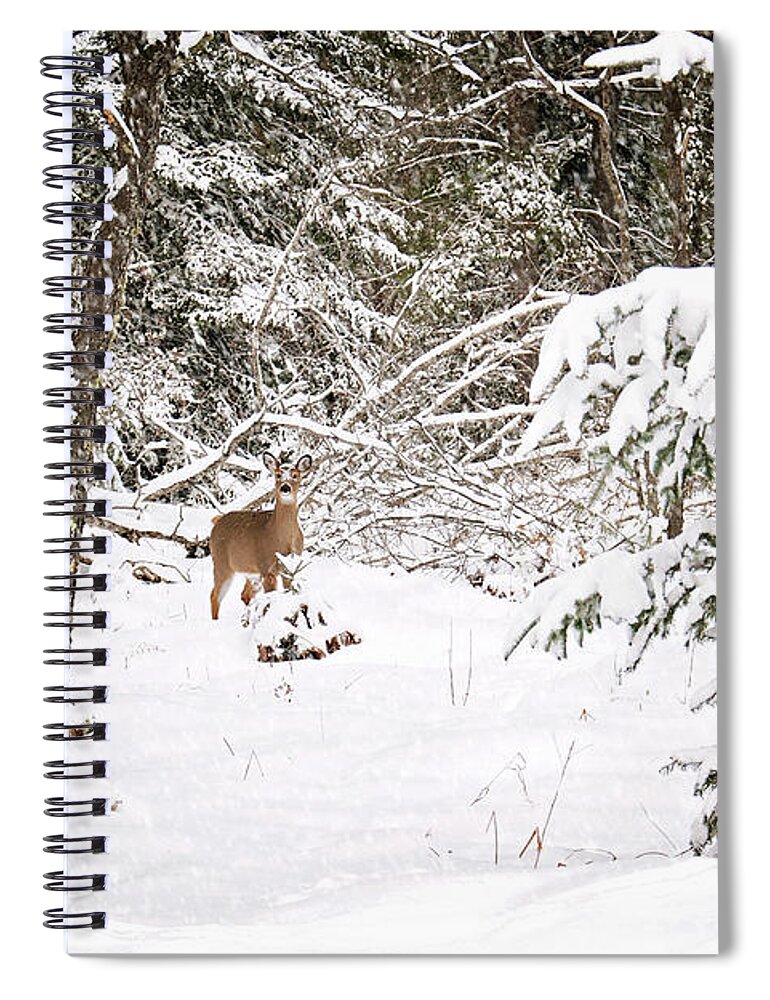 Doe In Winter Snow Print Spiral Notebook featuring the photograph Doe in Winter Snow by Gwen Gibson