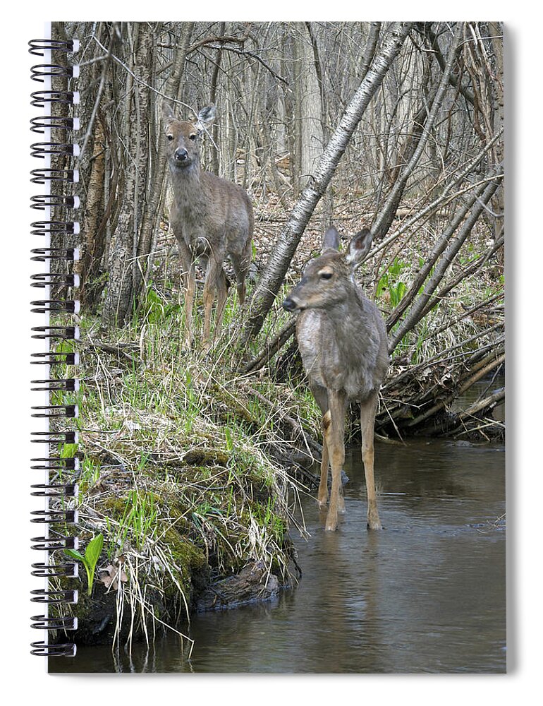 Deer Spiral Notebook featuring the photograph Does Strolling Along a Stream by Michael Peychich