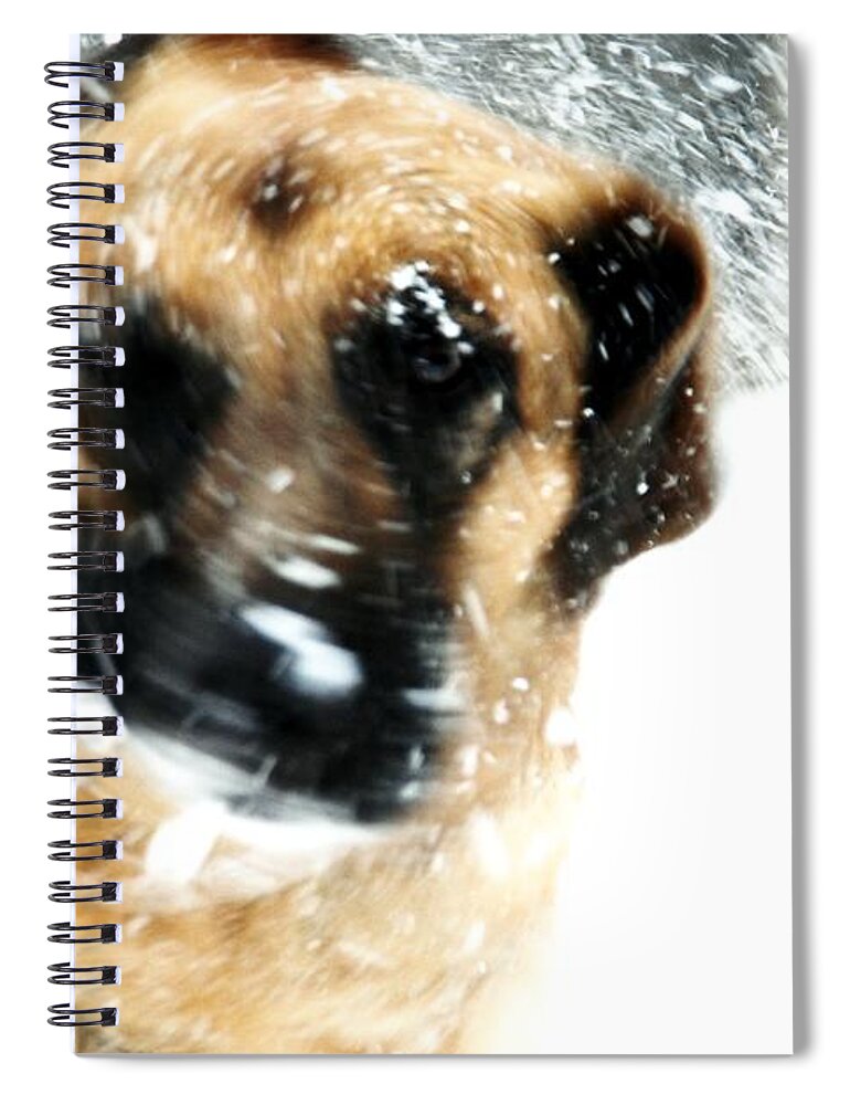 Animals Spiral Notebook featuring the photograph Dog Blizzard - German Shepherd by Angie Tirado
