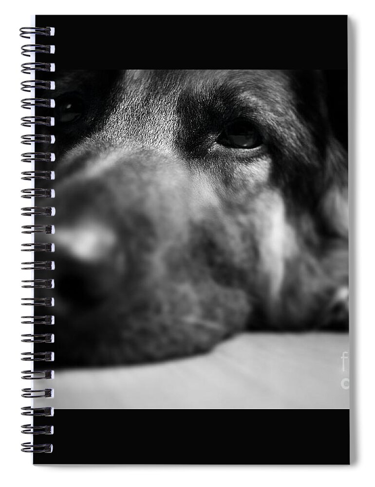 Tired Spiral Notebook featuring the photograph Dog Eyes Always Watching by Frank J Casella