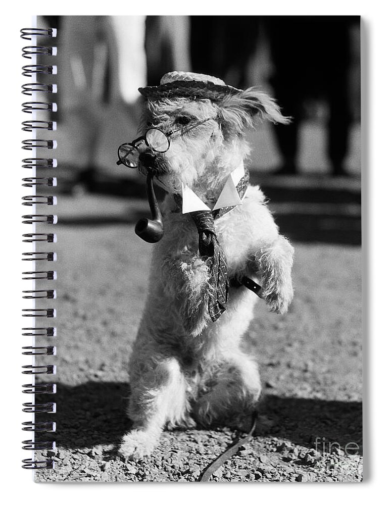 1940s Spiral Notebook featuring the photograph Dog With Glasses, Pipe, Etc., C.1940s by H Armstrong Roberts ClassicStock