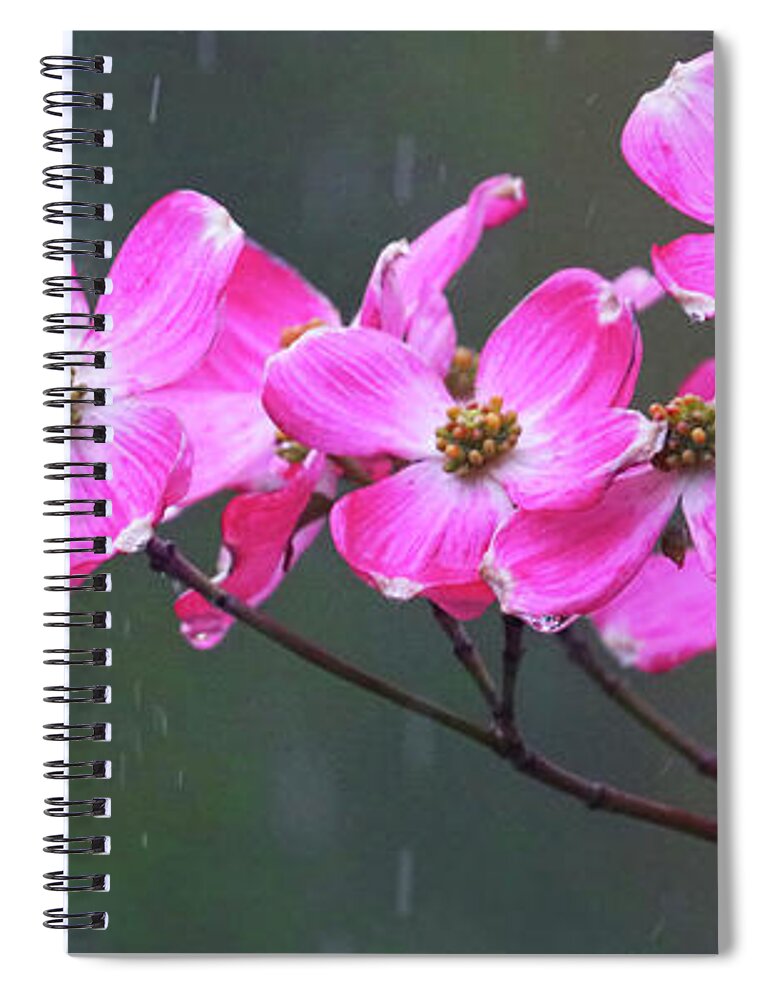 Dogwood Flowers Spiral Notebook featuring the photograph Dogwood Flowers in the Rain 0552 by Jack Schultz