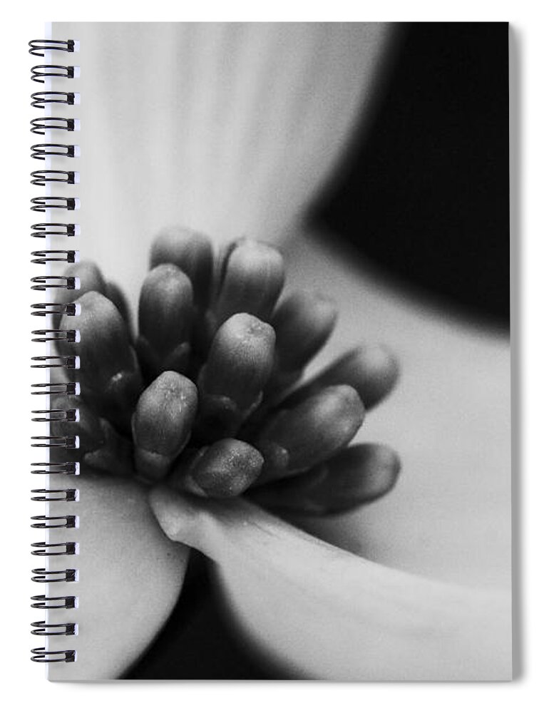 Flower Spiral Notebook featuring the photograph Dogwood in Black and White by Bob Decker