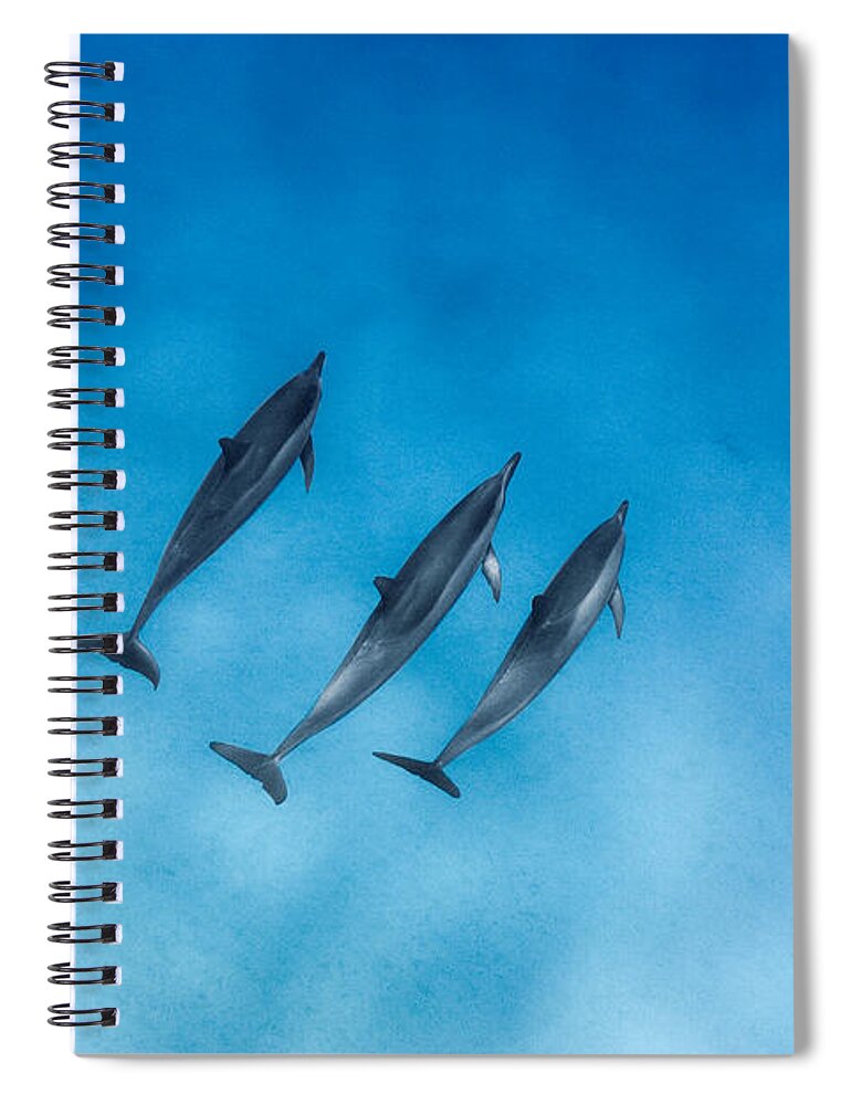 Sea Spiral Notebook featuring the photograph Dolphin Trio by Sean Davey