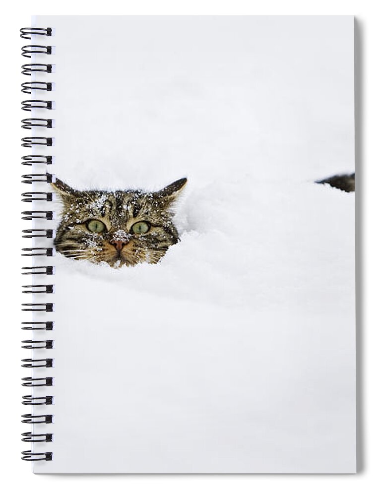 Mp Spiral Notebook featuring the photograph Domestic Cat Felis Catus In Deep Snow by Konrad Wothe