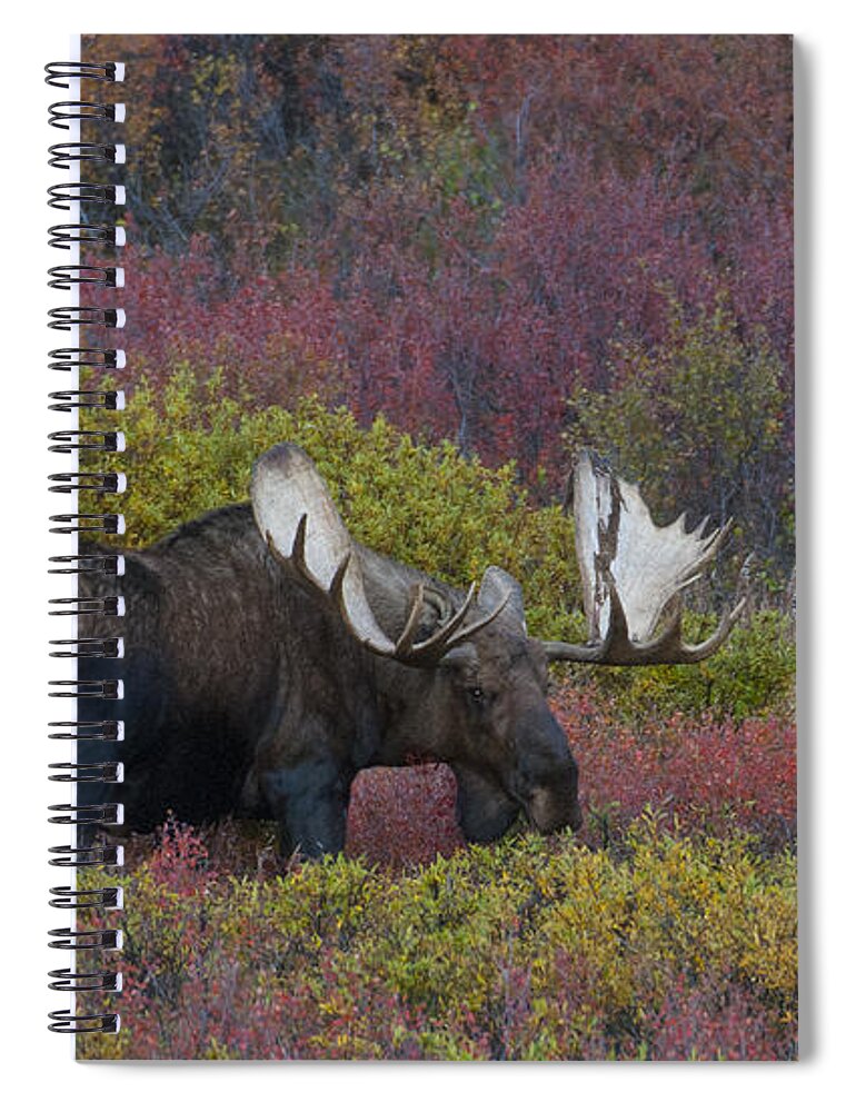 Alaska Yukon Bull Moose Spiral Notebook featuring the photograph Dominant Alaska Yukon Bull Moose by David Drew