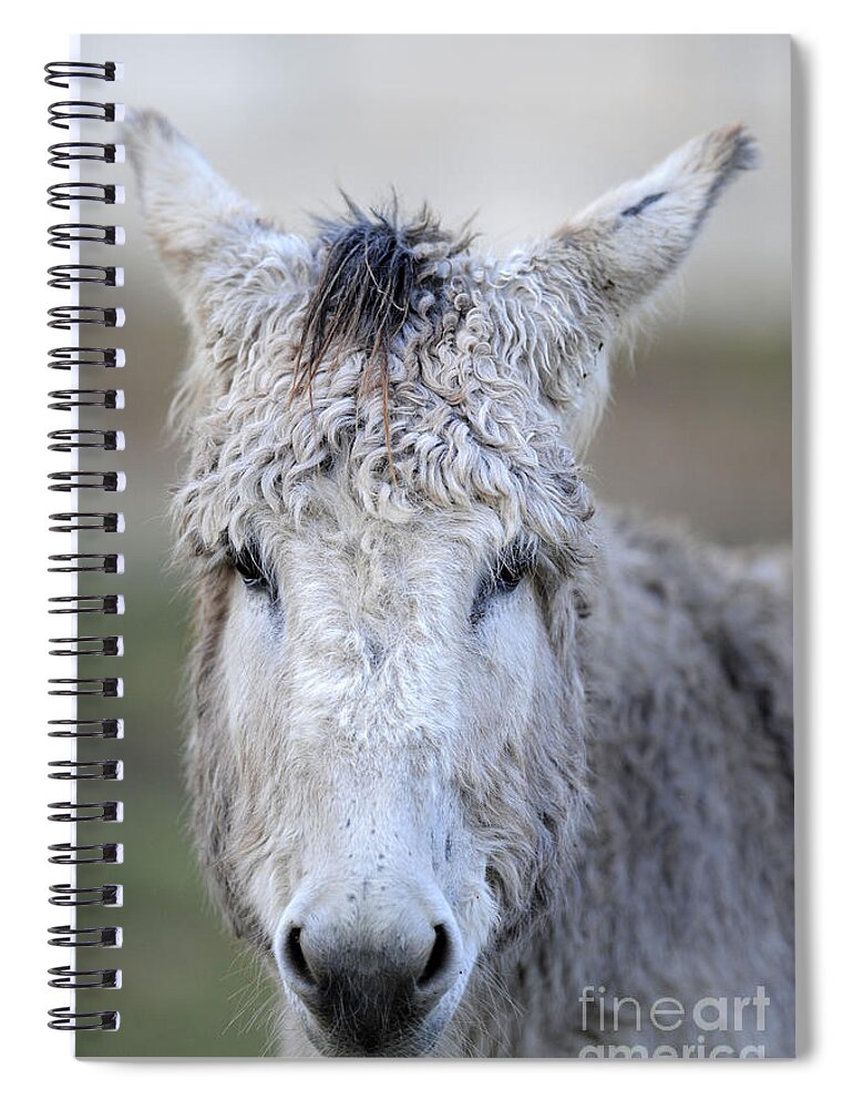 Donkeys Spiral Notebook featuring the photograph Donkeys #1130 by Carien Schippers