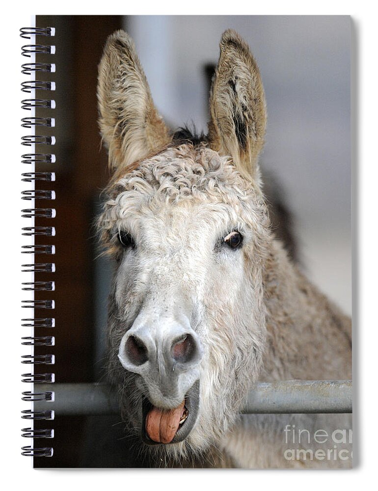 Donkeys Spiral Notebook featuring the photograph Donkeys #1185 by Carien Schippers